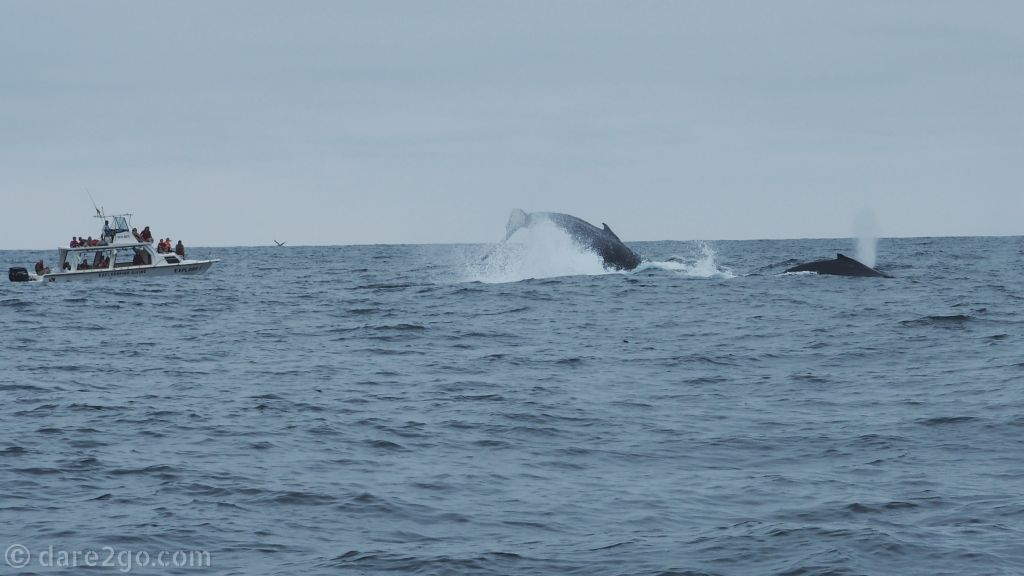 Visiting Puerto Lopez: up close and personal with the humpbacks on a whale watching boat trip.