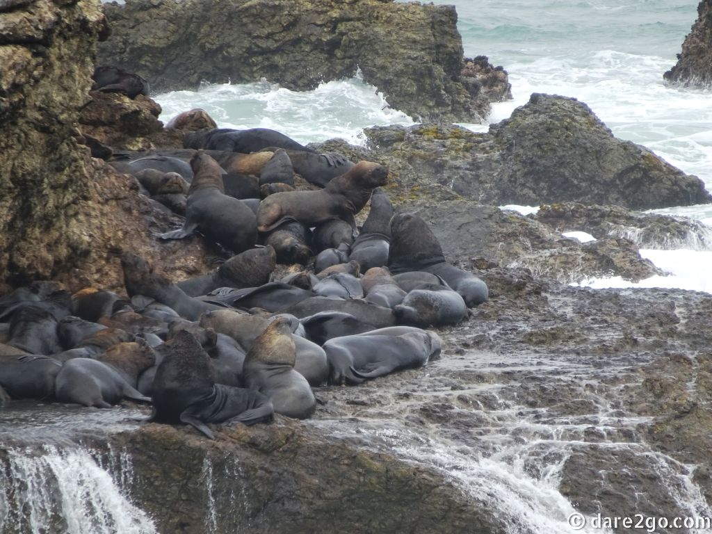 Visiting Salinas & La Choclatera: sea lion colony on Ecuador's most westerly point.