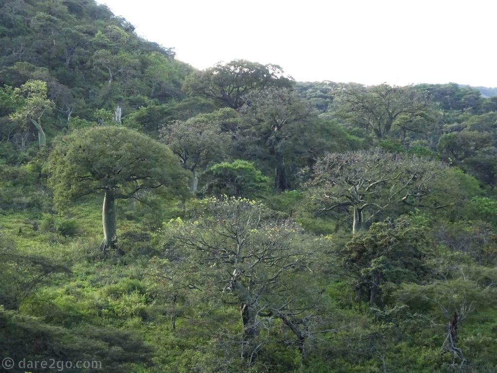 We first spotted these green stemmed bottle trees (ceiba trichistandra) on the way from Macara. They appeared again on the coast of Ecuador, just north of Manta.