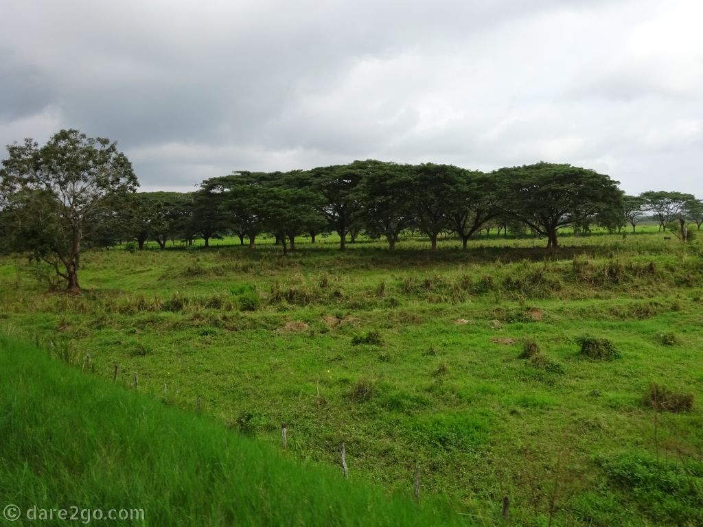 Revisiting Ecuador: we saw these almost perfectly shaped trees in the south of Ecuador.