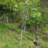 Small scale logging: this guy brought a few pre-cut beams down from the forest, tied to the back of his donkey.