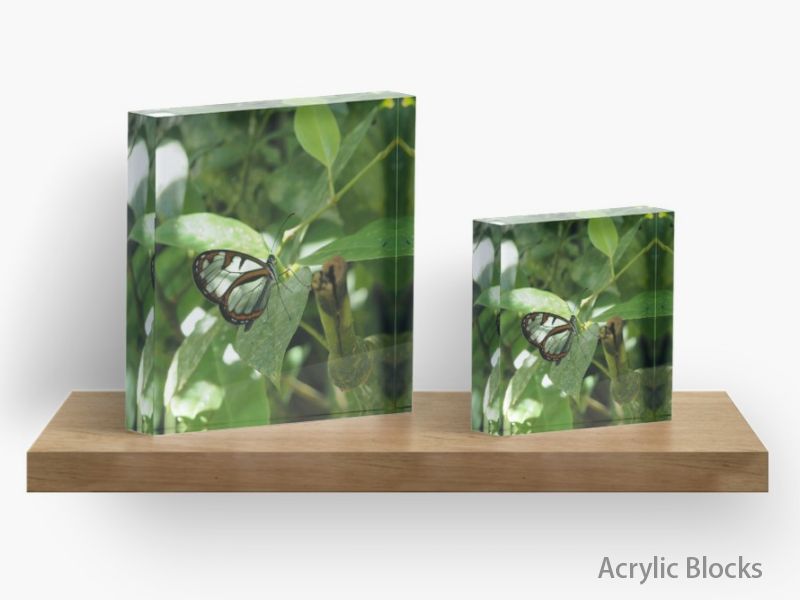 Acrylic Blocks with glasswing butterfly