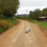 A rural dirt road between Aparados da Serra and Gramado. Life in these hills is slower than in the busy cities.