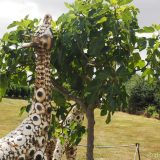 Some of the many giraffes in “Metal Safari Park”. These were the only ones with lifelike painting on their metal skins.