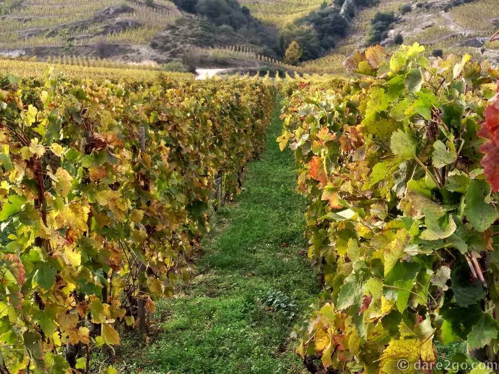 This roadtrip takes you through some of France's most famous wine regions - here along the Rhône. Their late autumn colours range from yellow to red to a more dull brown, depending on the grape variety.