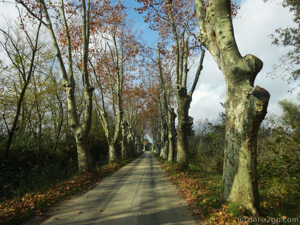 Winter in the Camargue: when not surrounded by water, the narrow roads are often tree-lined like this one.