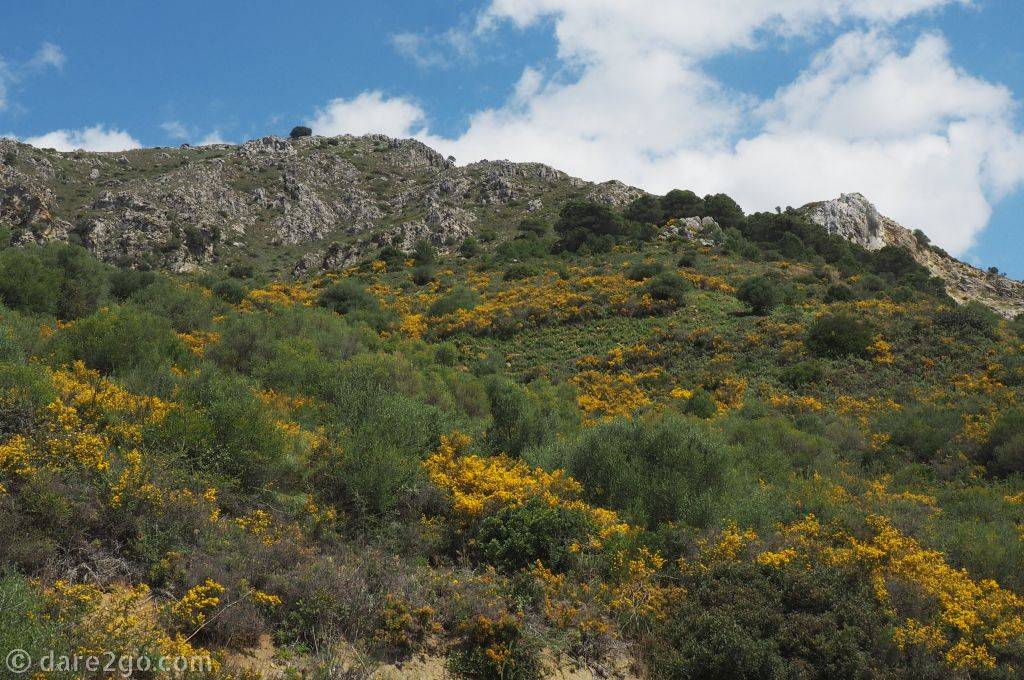 Los Alcornocales Natural Park: a typical landscape as you take a roadtrip through the white villages of Andalusia.