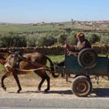 Two men driving on a small donkey cart alongside a major road.