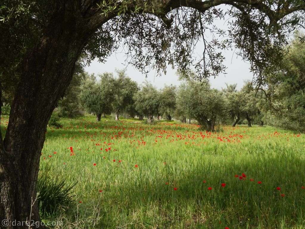 A green olive grove in the north of Morocco. Underneath the trees grain is growing, interspersed with bright red poppy flowers.