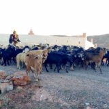 A herd of some sheep and lots of goats at dawn