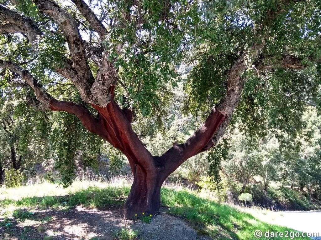 Mirador del Genal is surrounded by forest and some of it is made up of cork oaks. Here's one, recently harvested for its precious bark of cork.