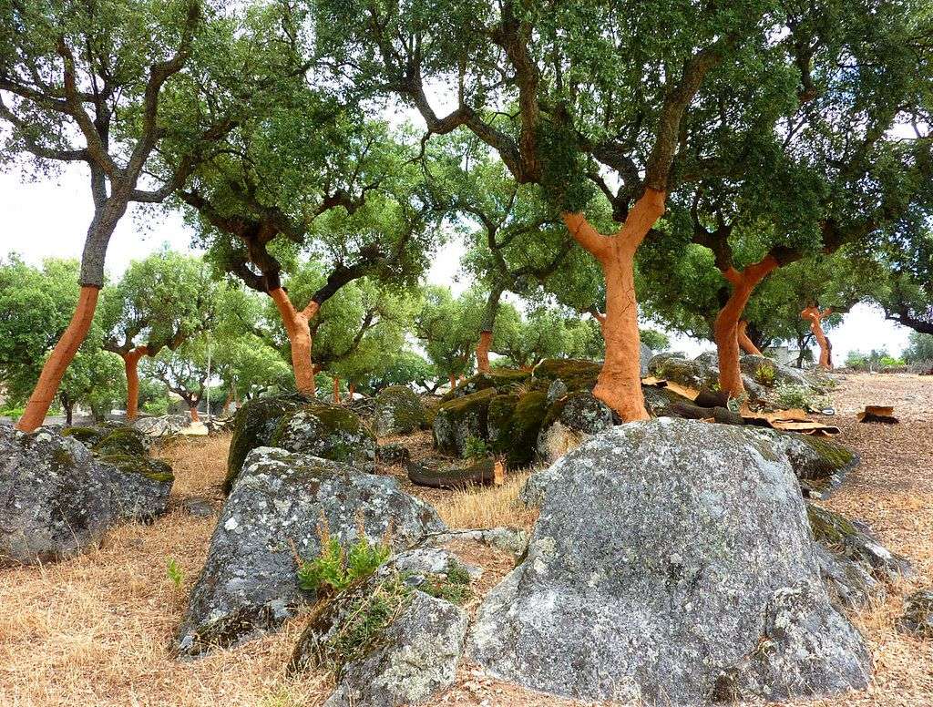 Freshly harvested oak trees in an Alentejo cork forest.