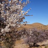 Barren landscapes, brightened by the beautiful pink blossoms of the almond trees. These are in the Ameln Valley, just outside Tafraoute.