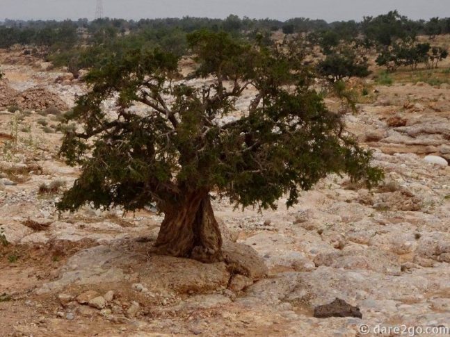 Argan-tree-in-rocks-outside-Taroudant