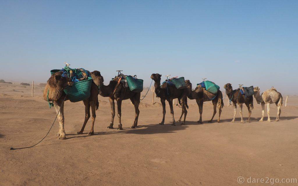 A camel train in the desert near M'hamid.