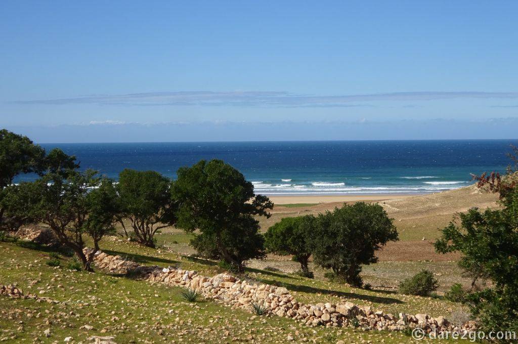 Argan trees, which are native to southern Morocco growing along the Atlantic Coast.
