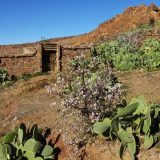 Here we have a mixture of vegetation: almond trees in blossom and cacti - and a stone wall enclosure, with a wooden door, as a backdrop.