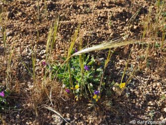 tiny-vegetation-at-Painted-Rocks