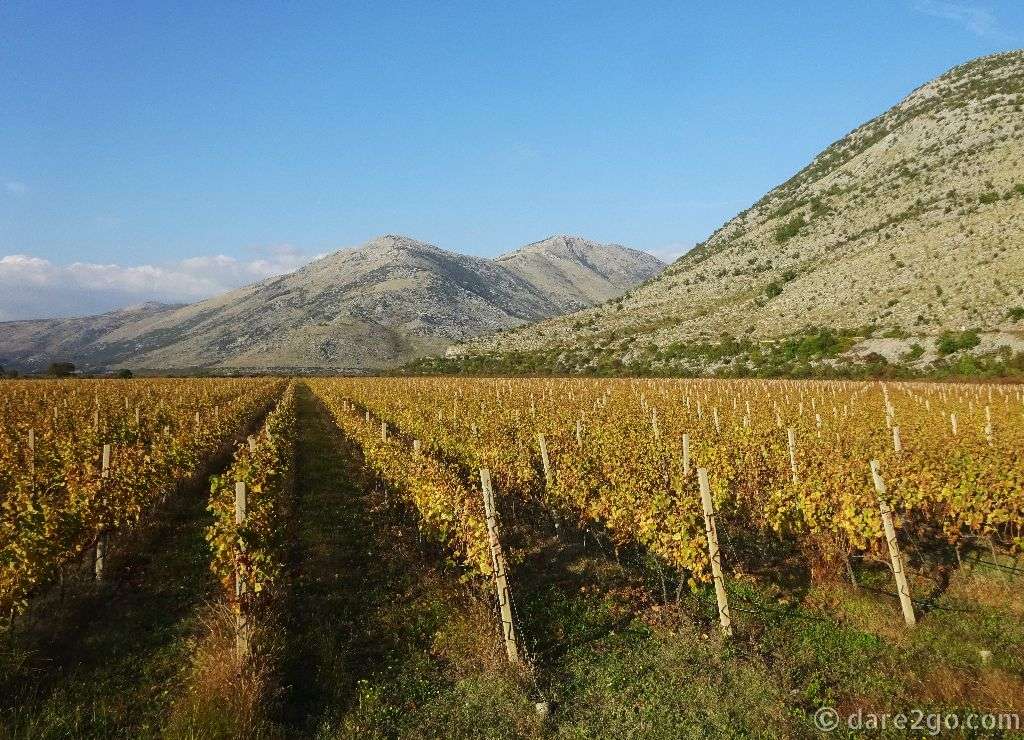 Large vineyards cover the fertile valley outside Trebinje. This region grows mostly Merlot and the local variety called Vranac. Vranac is known as a Montenegrin red, only around 7% of it is grown in BiH.
