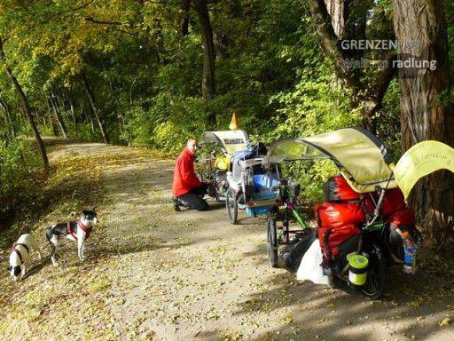 Two bicycles standing on a forest path, 2 dogs and a man next to the bycycles