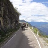 Careful! Oncoming traffic! If all vehicles would be as small and slow as these cows, taking up the single lane road - with a steep drop to the right.