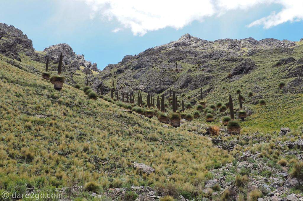 Puya Raimondii, the largest bromeliad of the world, is endemic to the Andes of Peru. It only grows in an altitude of roughly 3,500 to 4,000 metres.