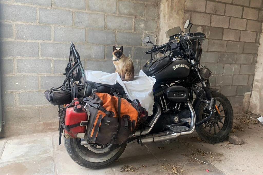 The travel bike is gathering dust (a cat sitting on a dusty motorbike)