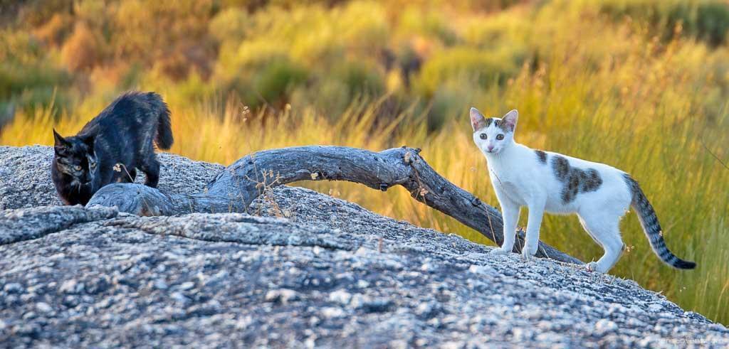 Our two cats exploring our new property