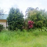 When we returned in April 22, our garden was an overgrown mess, which needed a lot of work. Unfortunately, the large strelitzia (seen on the left) slowly died; it had become too waterlogged during the flood and slowly rotted away - despite our best efforts to save it.